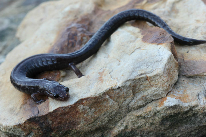 Ravine Salamander